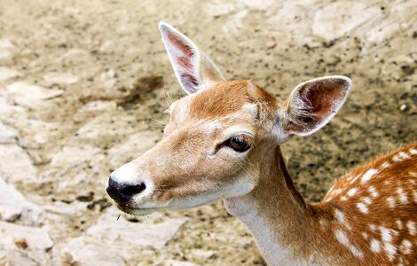 Wildlife reindeer photo