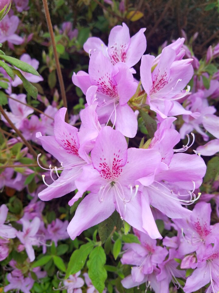 Nature plant floral