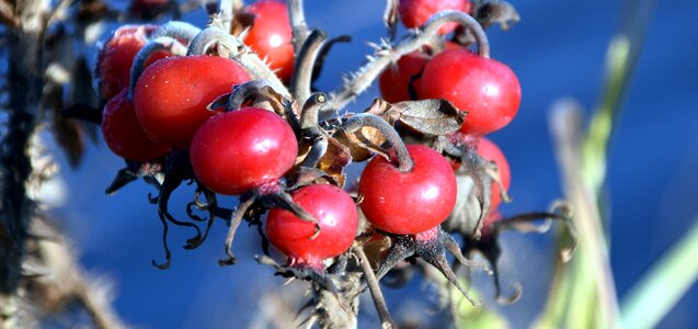 Winter bush nature photo