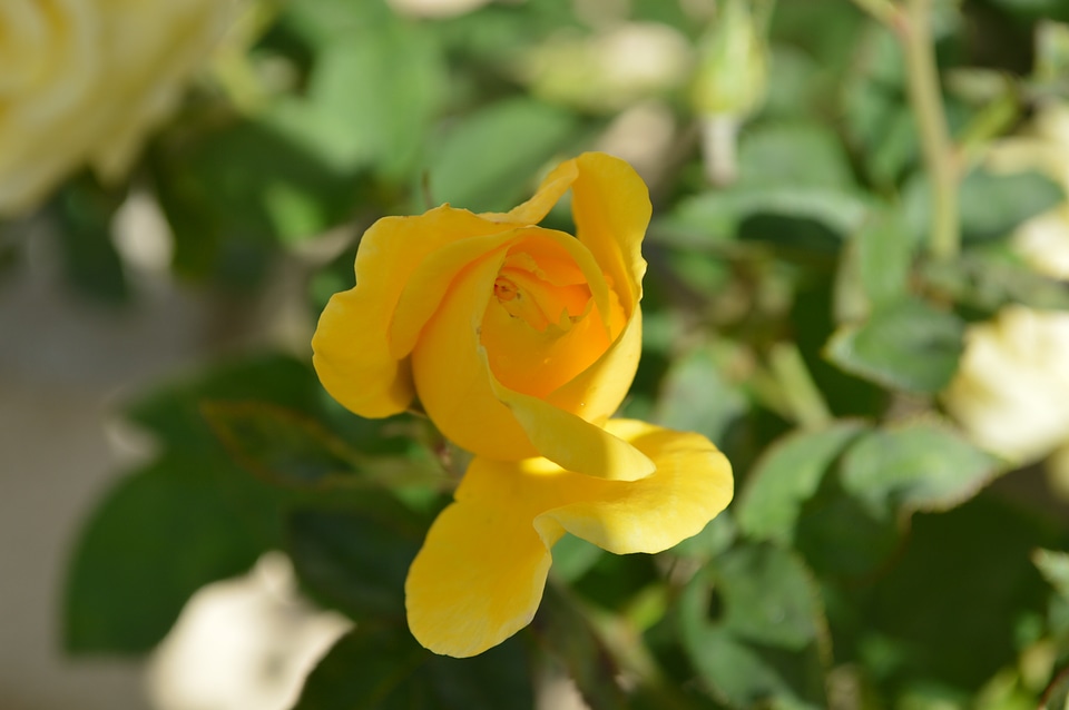 Flower nature rose bud