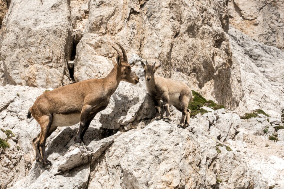 Mountain climbing animals
