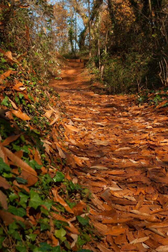 Trail leaves autumn landscape
