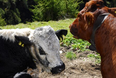 Cows tyrol alpine meadow photo