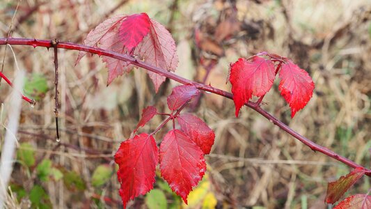 Fall foliage red leaf