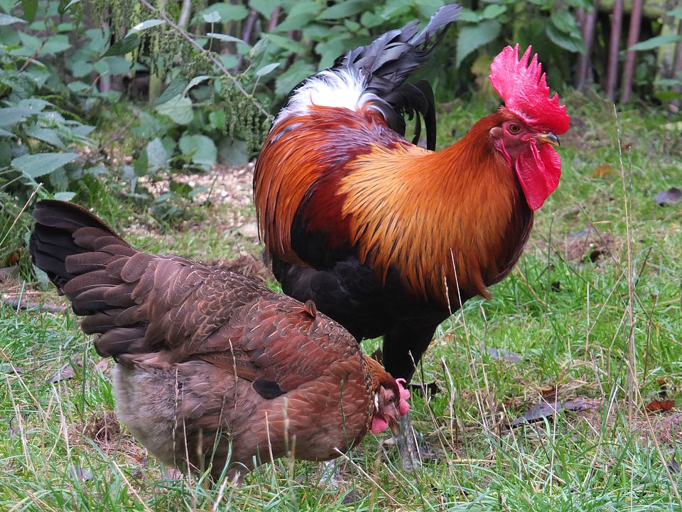 Cock poultry domestic fowl