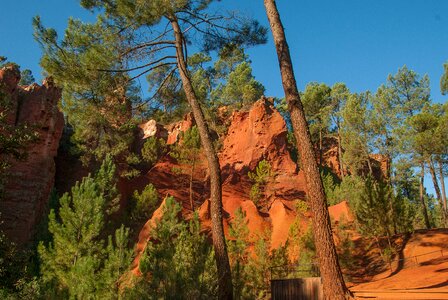 Luberon pine france