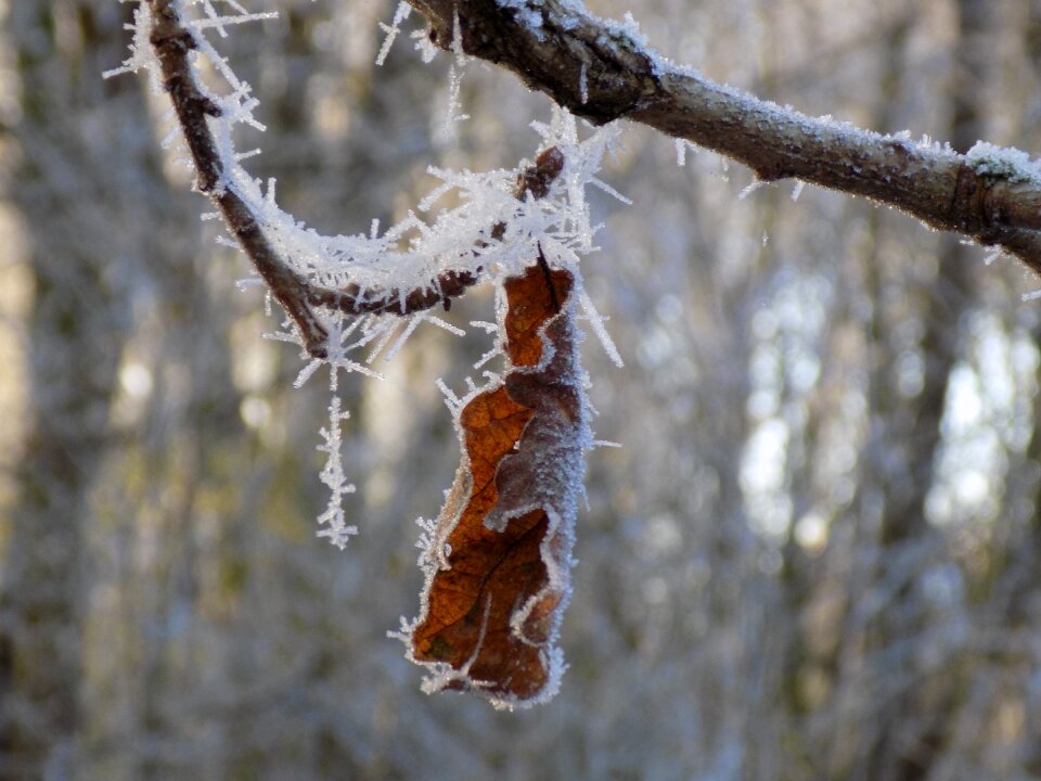Frozen oak leaf nature