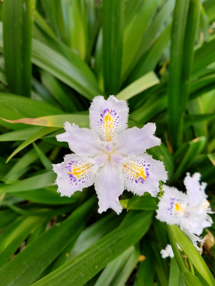 Plant nature bloom