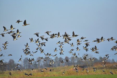 Sky migratory birds flock of birds