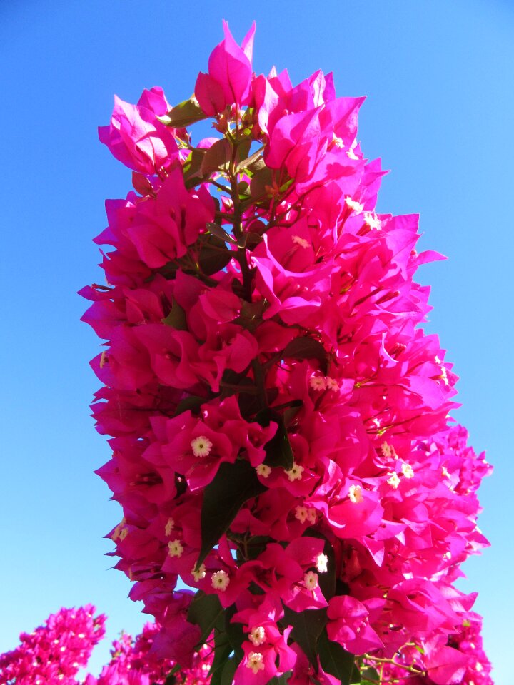 Bloom bloom tropics