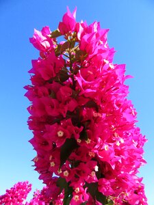 Bloom bloom tropics