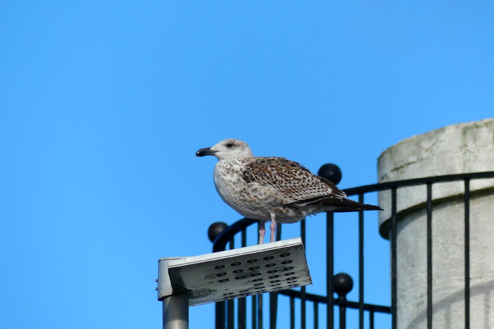 Brittany bird gull