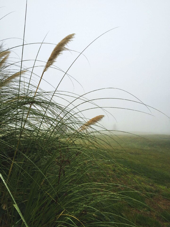 Mist season green