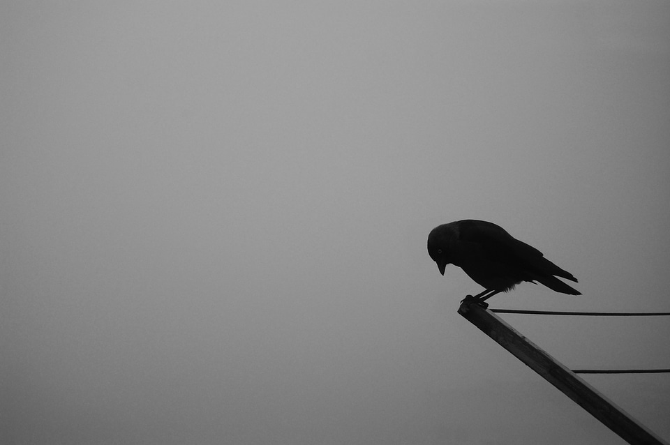 Rook bird autumn sadness