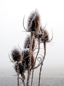 Gel cold nature
