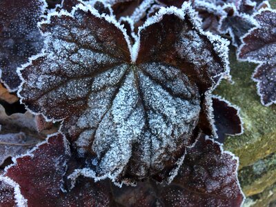 Ripe frozen nature