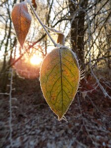 Frozen leaf nature