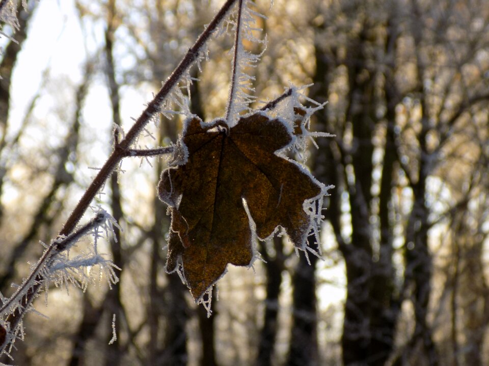 Frozen leaf nature