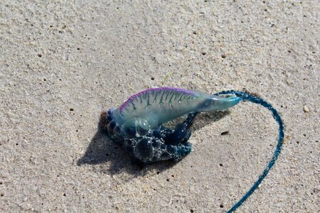 Ocean marine creature photo
