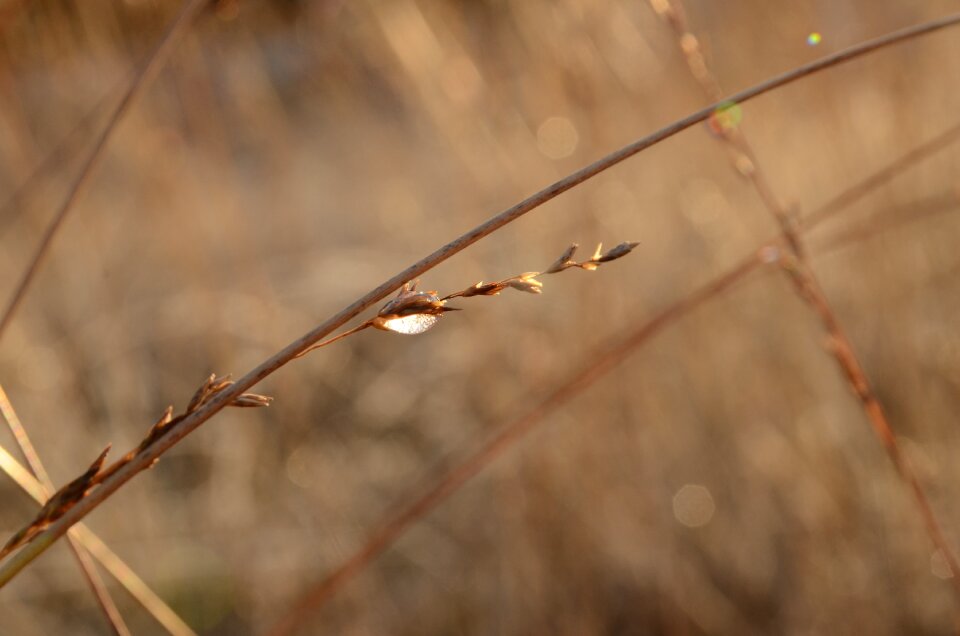 Branch winter thaw