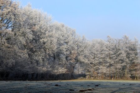 Nature trees meadow photo