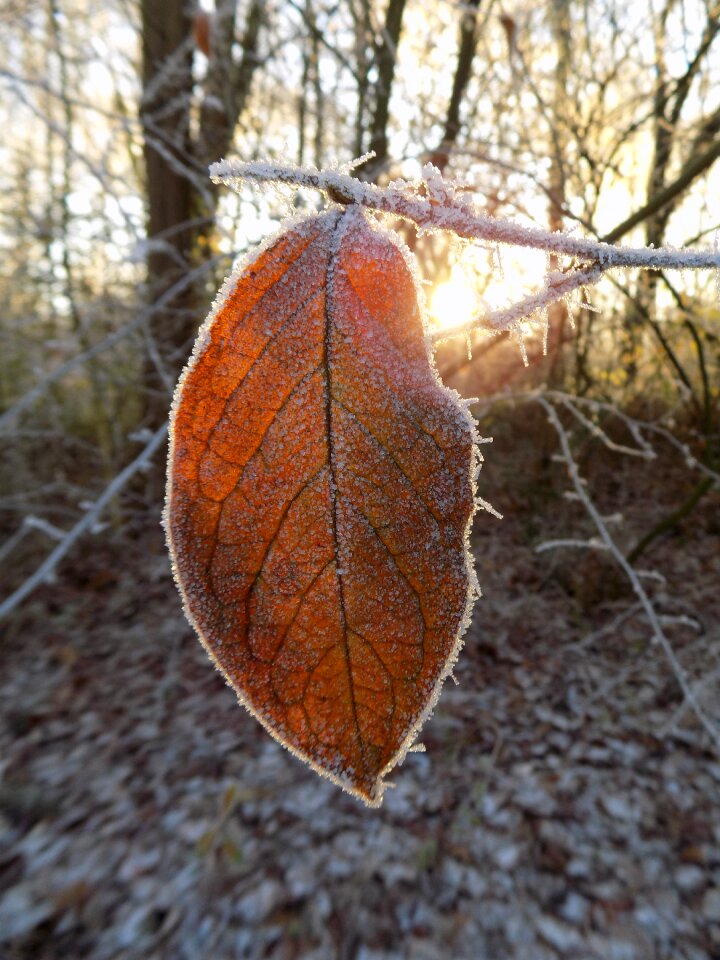 Frozen leaf nature