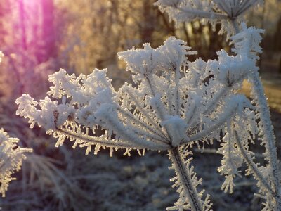 Crystal formation wintry frozen