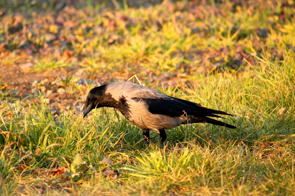 Morning sun hooded crow carrion crow