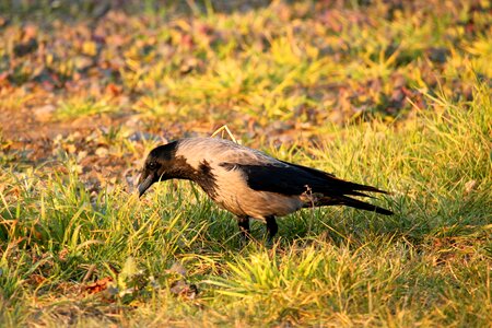 Morning sun hooded crow carrion crow photo