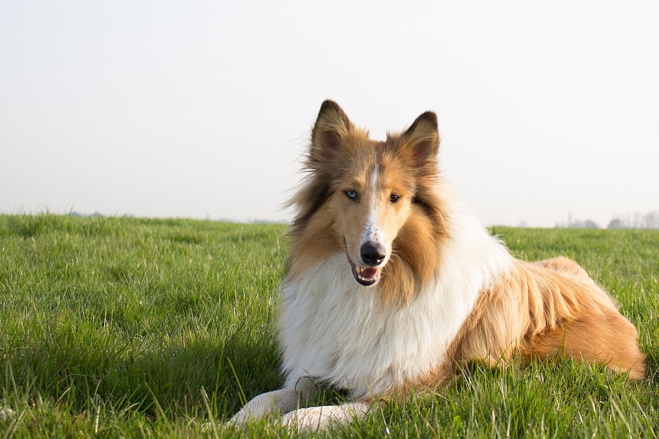 Animal animal portrait fur
