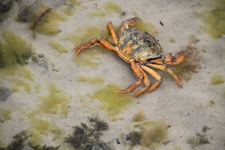 Crab baltic sea sand crab photo