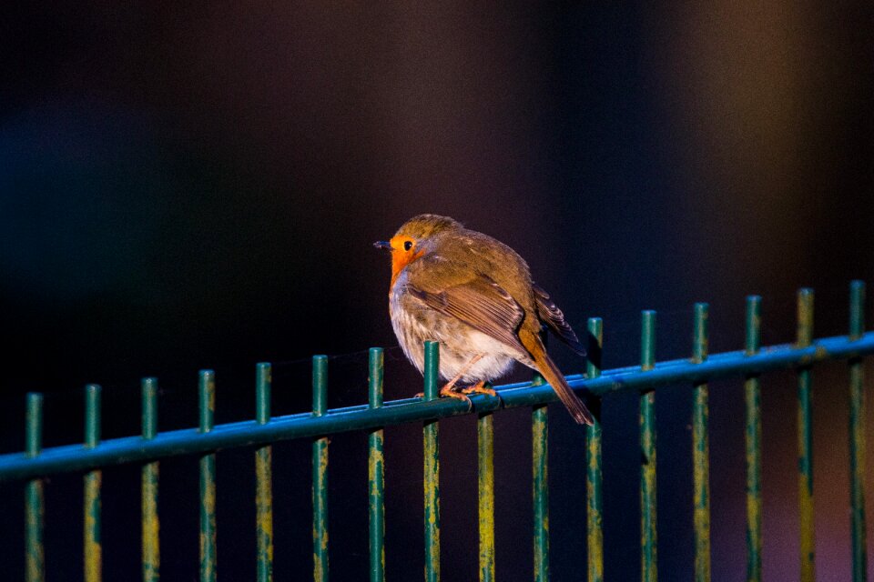 Songbird foraging sitting