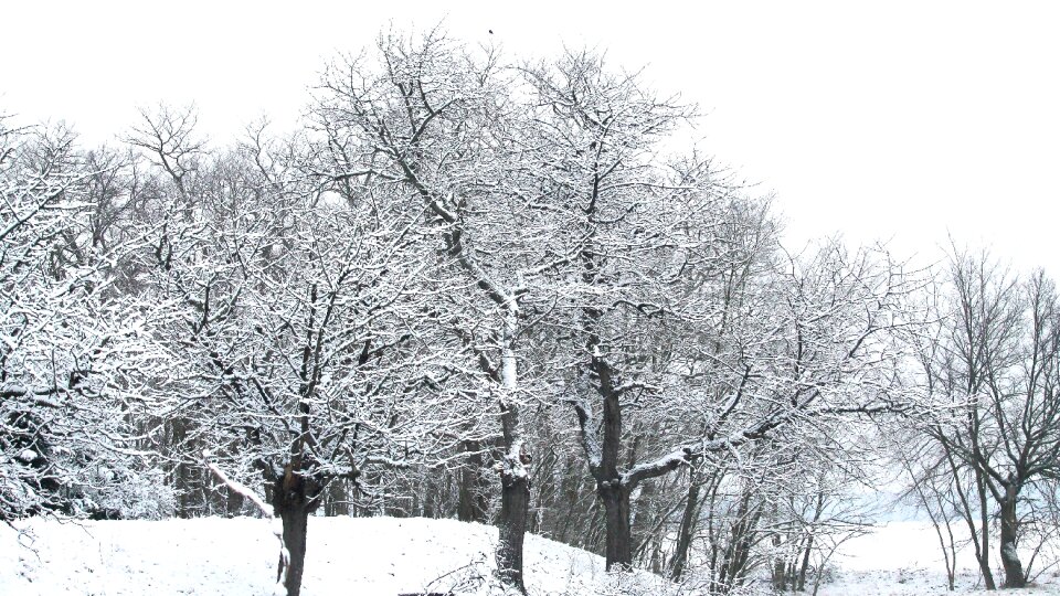 Wintry white snowy photo