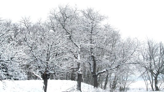 Wintry white snowy photo