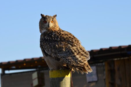 Bird raptor falconry
