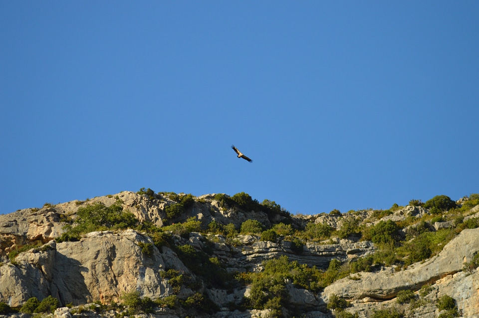 Vulture birds raptor