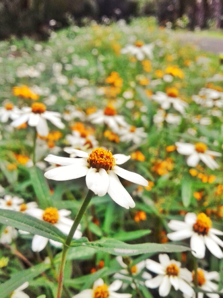 Nature floral summer