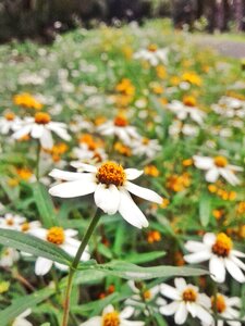 Nature floral summer photo