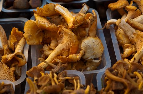 Chanterelle mushrooms market fall photo