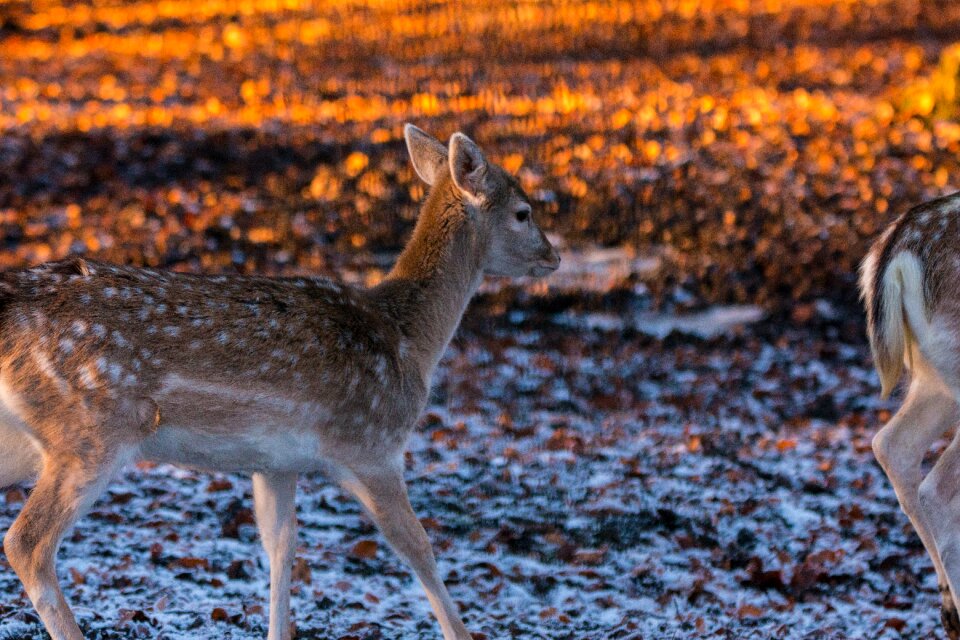 Forest wild nature
