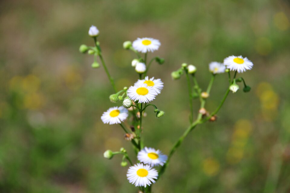 Nature floral natural