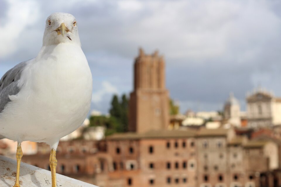 Rome bird italy