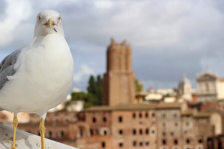 Rome bird italy