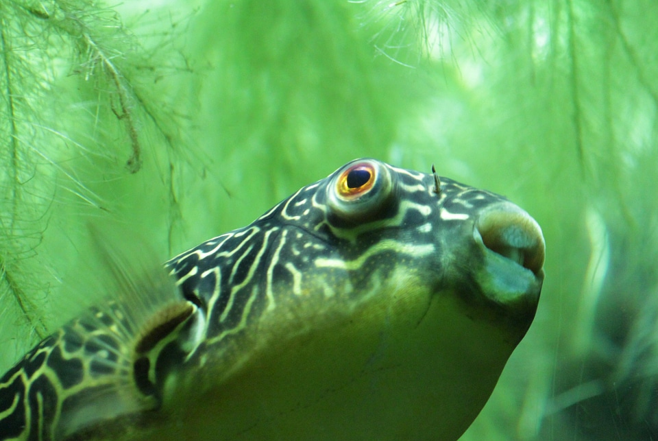 Swim aquarium water