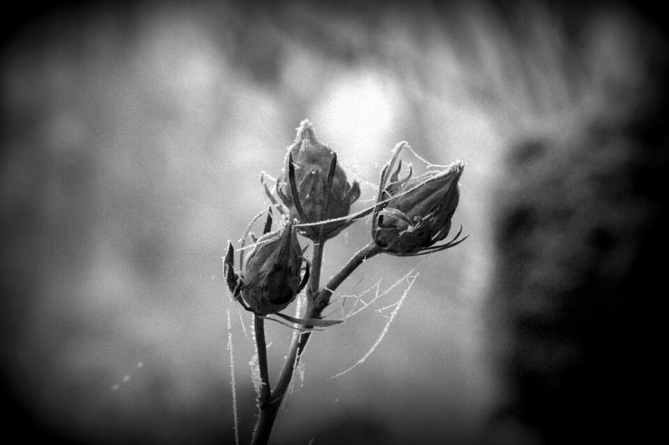 Hoarfrost cold winter