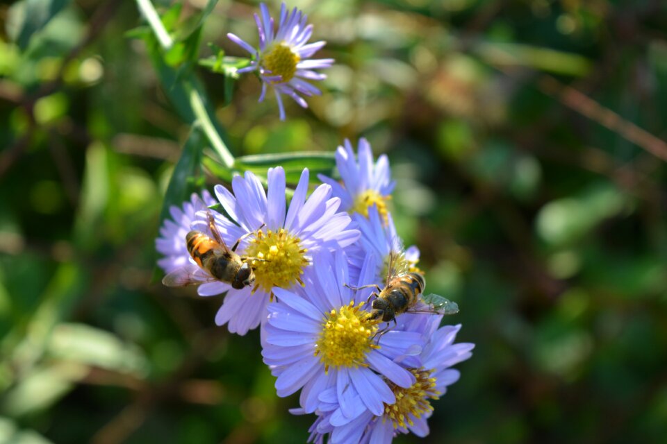Bee pollination spring