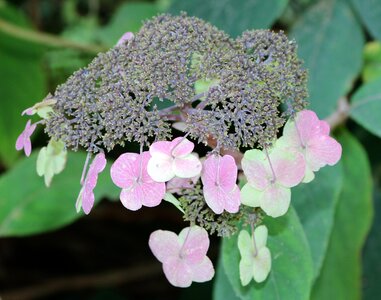 Hydrangea barbed garden encyclopedia