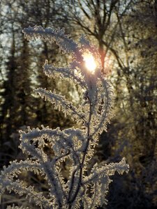 Crystal formation wintry frozen