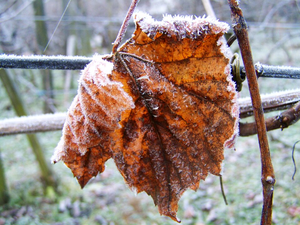 Rime winter nature