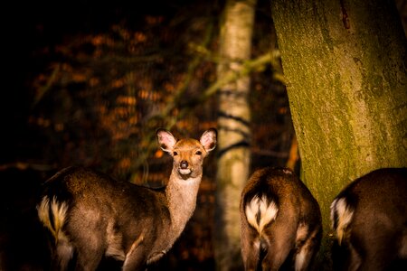 Forest wild nature photo